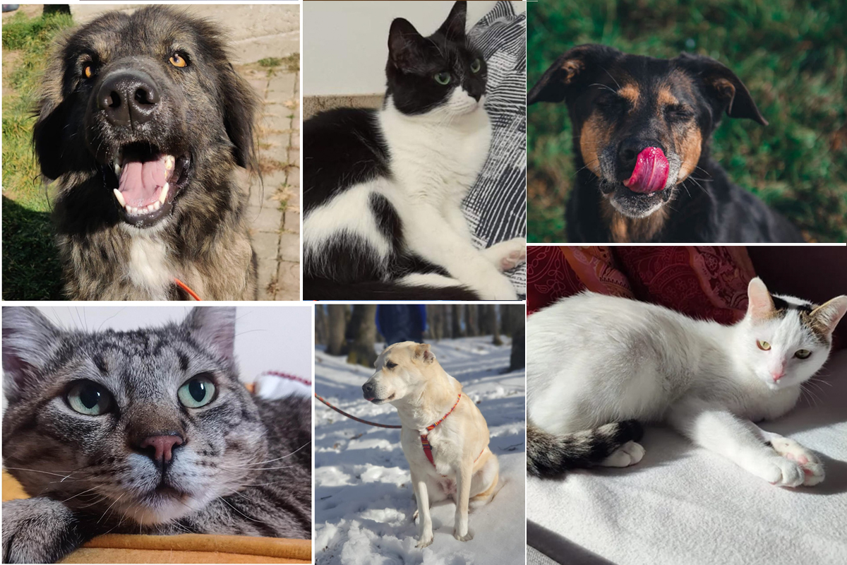 Prietenii noștri necuvântători (2). Adoptă următorul membru al familiei și sprijină Animal Life