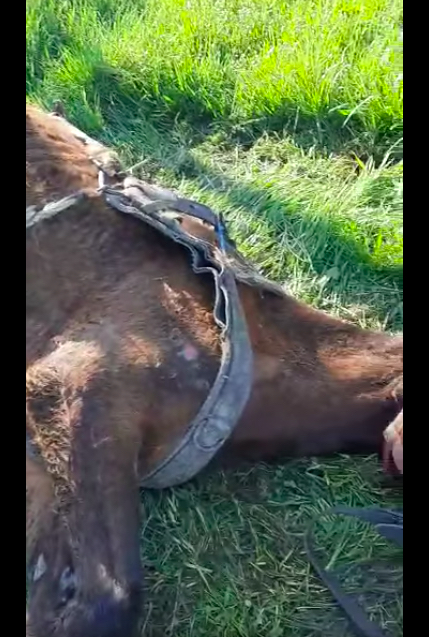 Cal pus la muncă până a leșinat, în județul Sibiu. Proprietarul are dosar penal pentru schingiuire