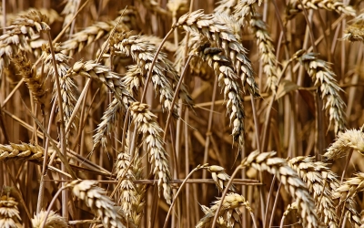 MADR: România va restricţiona exportul ucrainean de cereale şi va lua măsuri suplimentare de monitorizare a tranzitului