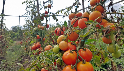 Doar 4 fermieri au accesat Programul Tomata, în Sibiu. Cei mai puțini din țară, după București. Daea:  Nu există județ care să nu aibă un cultivator