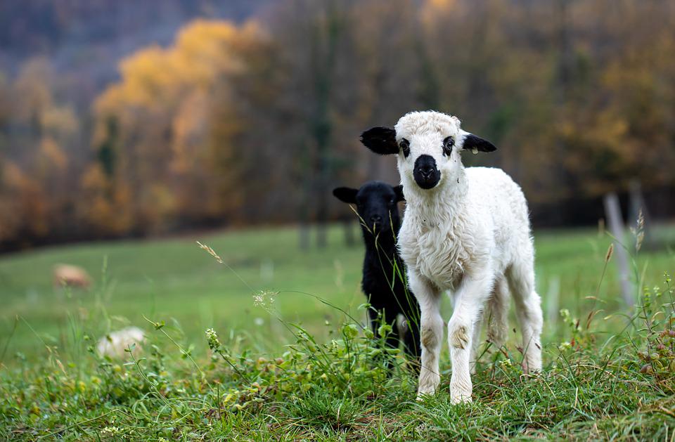Primul transport ilegal de miei descoperit înainte de Paște, venit de la Sibiu. Cioban și veterinar, amendați cu 1.500, respectiv 12.000 de lei
