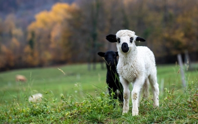 Primul transport ilegal de miei descoperit înainte de Paște, venit de la Sibiu. Cioban și veterinar, amendați cu 1.500, respectiv 12.000 de lei