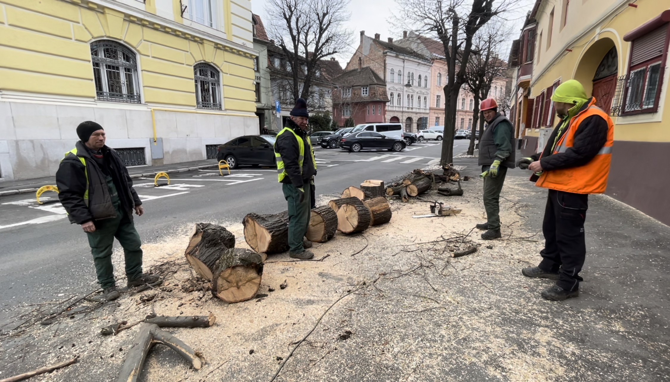 Needitat: Copaci tăiați pe Magheru. Unul a căzut pe stradă