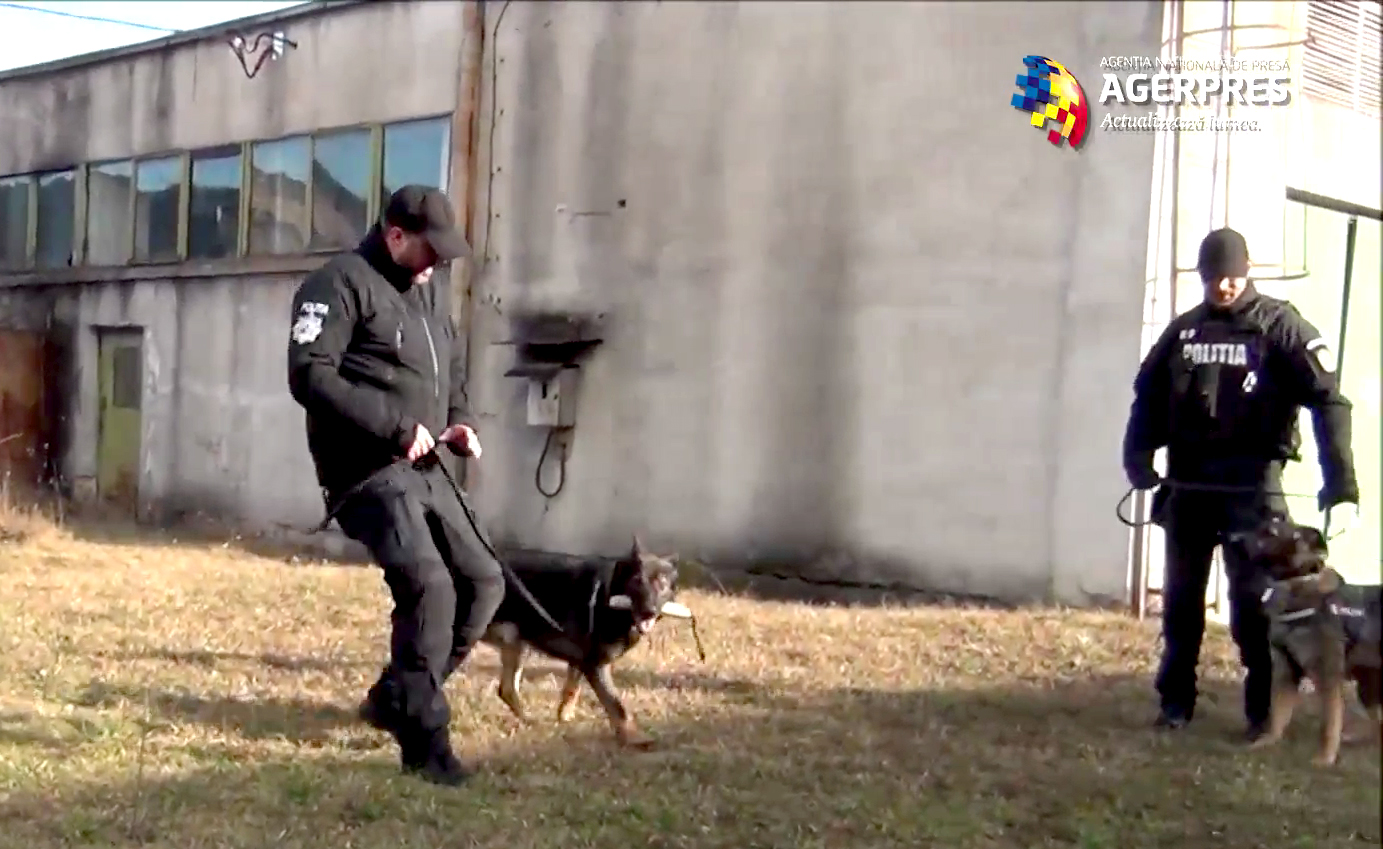 Sibiul are o unitate pilot de elită, unică în țară, cu 10 câini şi 4 poliţişti. Nicolae Ivanov:  Cu câinii pe care i-am avut la IPJ SIbiu am reuşit să prind peste 60 de infractori