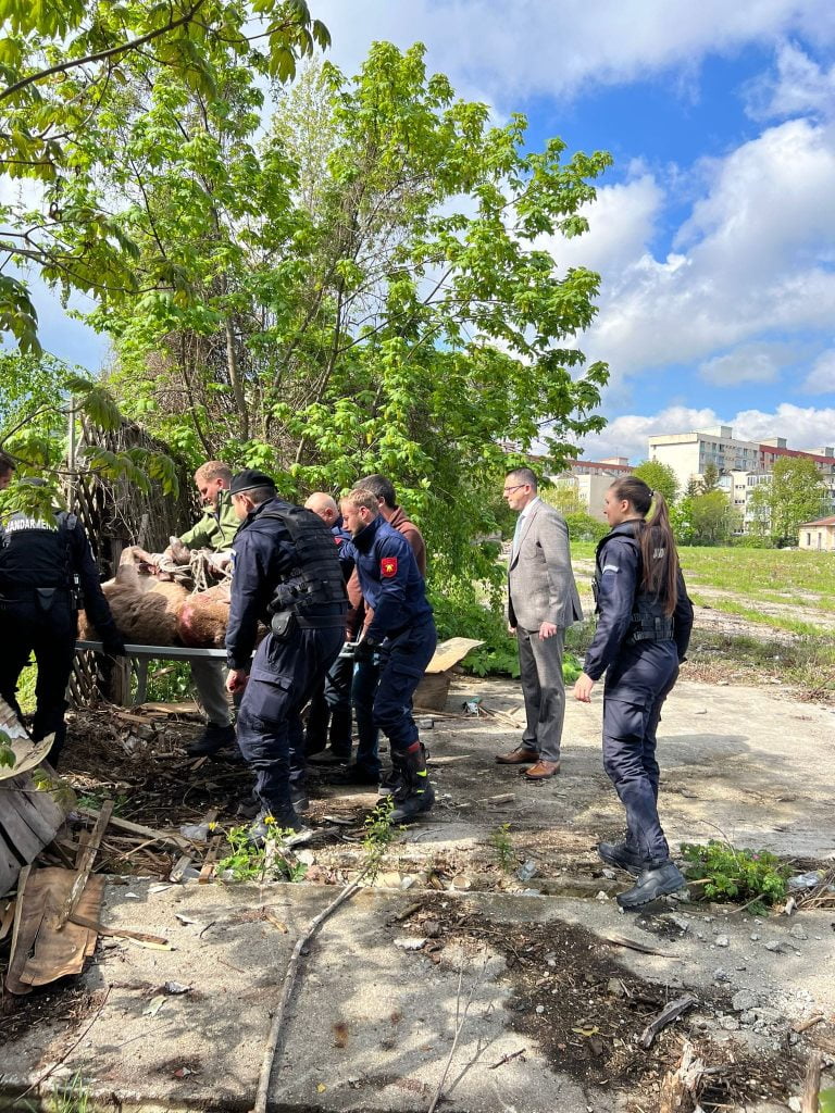 Cerb rătăcit în mijlocul Brașovului. Autoritățile au reușit să îl captureze, urmând să fie eliberat în pădure