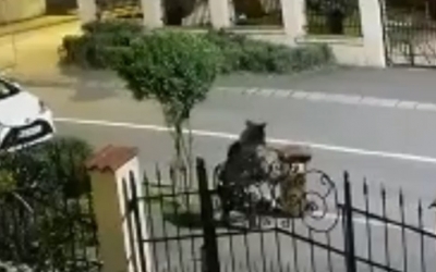VIDEO Urs în cartierul Ștrand II din Sibiu. Căuta mâncare în pubelele de gunoi. A intervenit poliția și jandarmeria, dar animalul nu a mai fost găsit