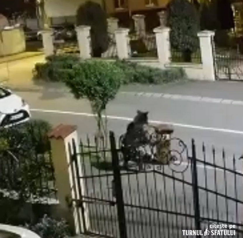VIDEO Urs în cartierul Ștrand II din Sibiu. Căuta mâncare în pubelele de gunoi. A intervenit poliția și jandarmeria, dar animalul nu a mai fost găsit