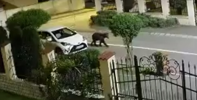 Directorul Direcției Silvice, despre ursul ajuns în Sibiu: Adevărul este că sunt suprapopulați. De la un anumit prag vor intra în lupta internă pentru supraviețuire