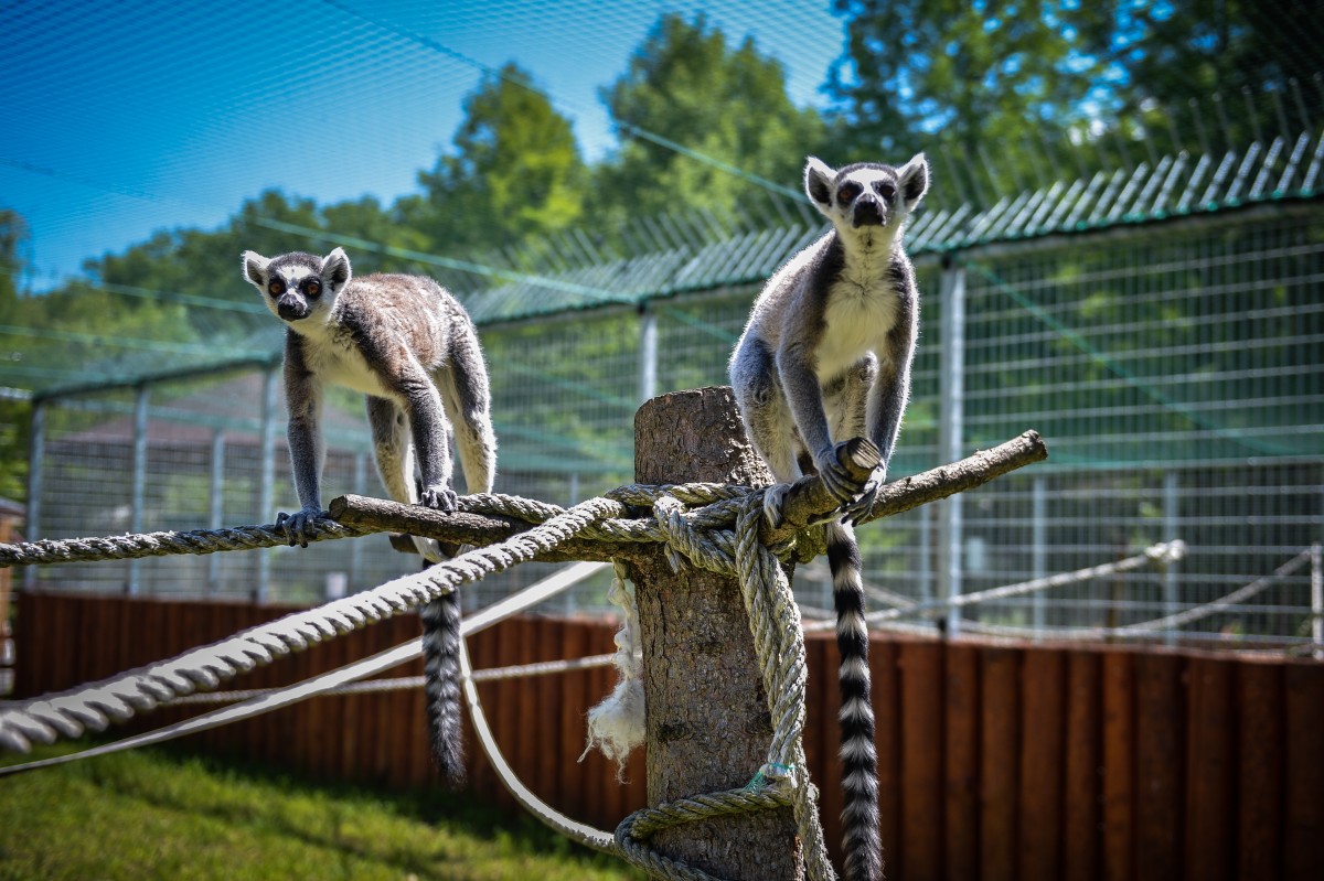 Doi lemuri ”sibieni”, vedetele grădinii zoologice din Ploiești. Oreo şi Sushi s-au născut la Zoo Sibiu și au fost ulterior transferați