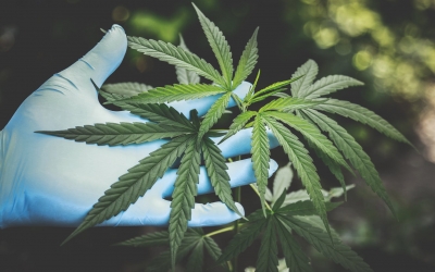 Proiect: dezincriminarea posesiei de canabis pentru consum propriu în limita a 3 grame. Amendă de maxim 3.000 de lei pentru posesia de cantități mici de canabis