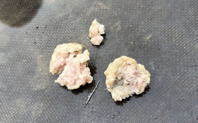 Semnal de alarmă: bile din carne cu ace ascunse în interior aruncate în locurile de joacă pentru câini
