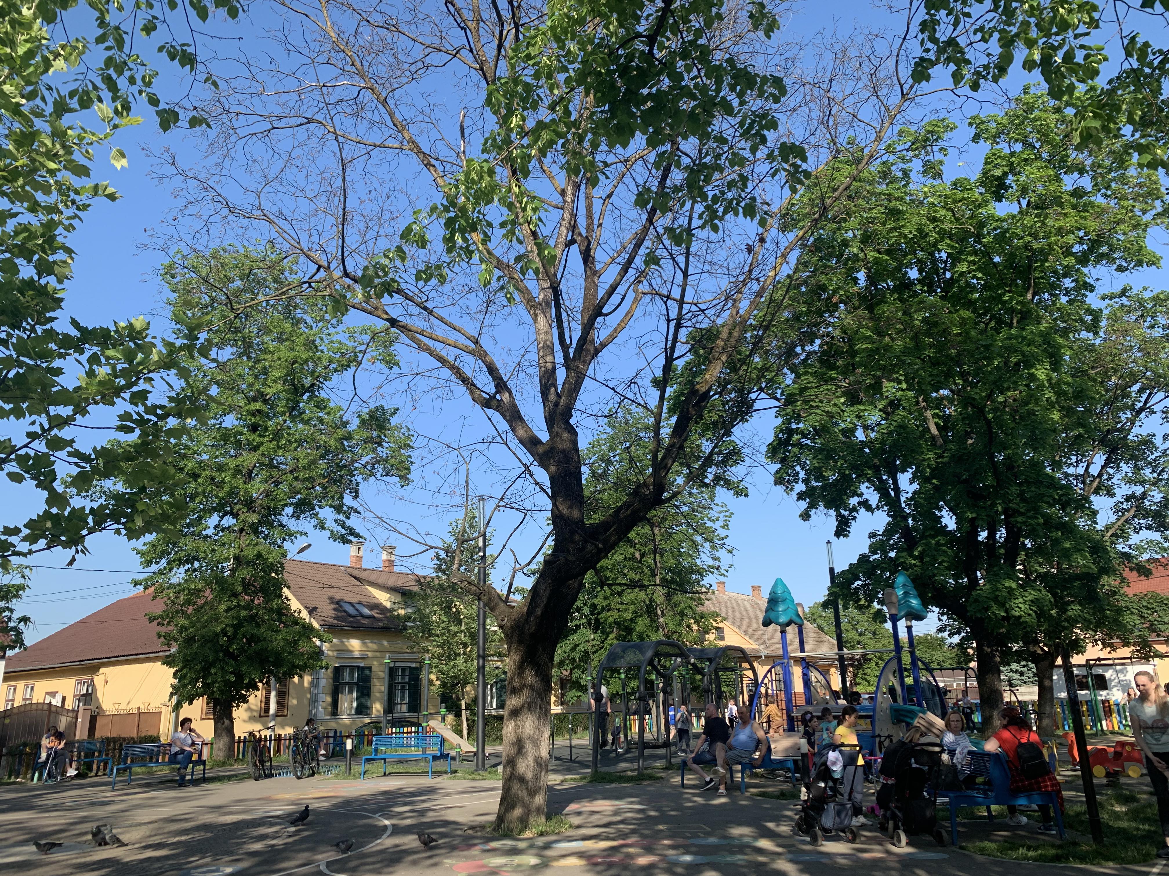 Arborii din Piața Cluj erau prea bătrâni și bolnavi. Primăria: Vor fi înlocuiți cu specii mai rezistente