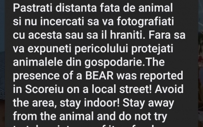 Urși în Scoreiu și Porumbacu de Sus. ISU a emis două mesaje RO-Alert