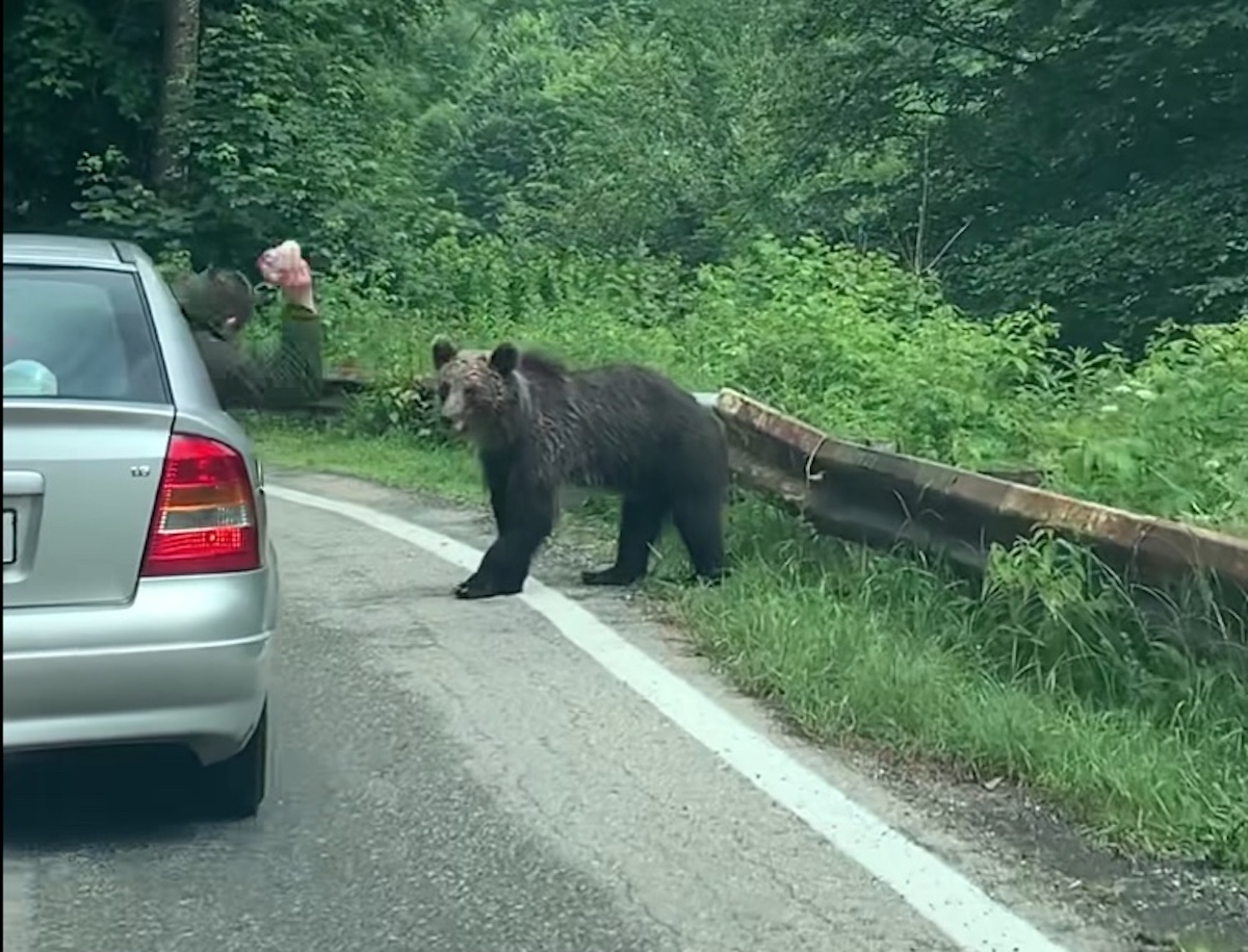 VIDEO Urși agresați pe Transfăgărășan. Unul a fost lovit, iar altul a primit în față spray paralizant