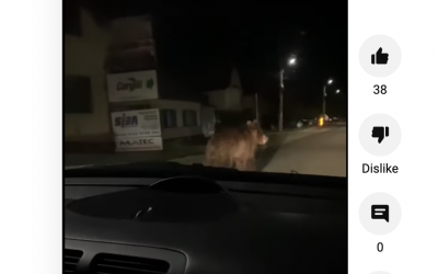 Un urs aleargă pe străzile din Șura Mică