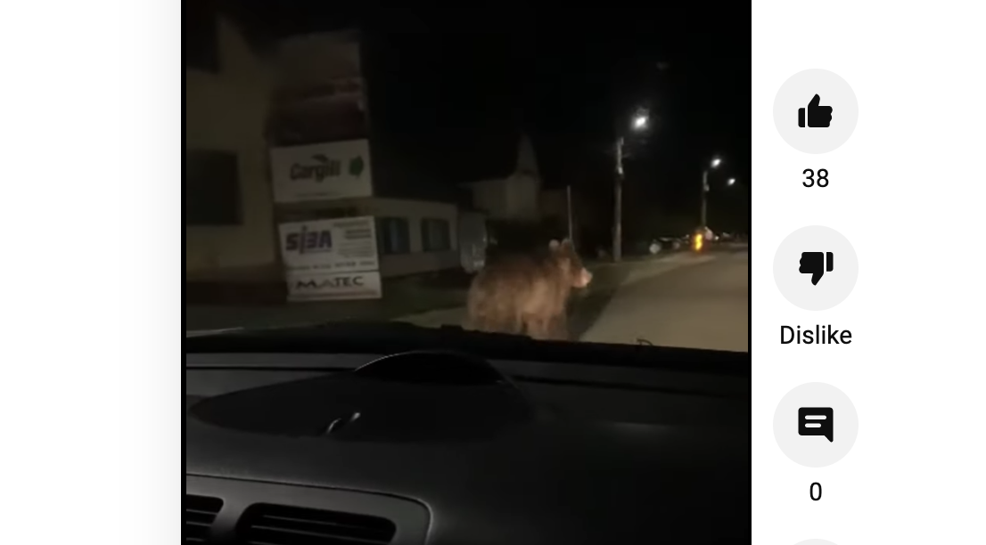 Un urs aleargă pe străzile din Șura Mică