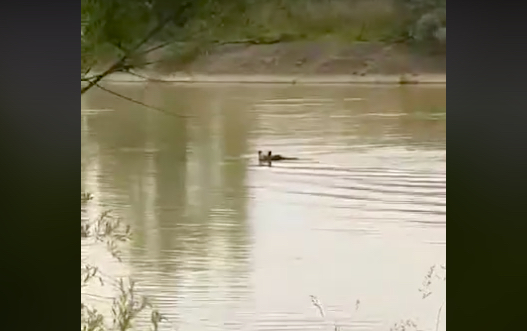 VIDEO-Urs filmat cum trece Oltul înot la Arpașu. Pescarii au încercat să-l alunge cu pietre, unii s-au speriat