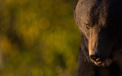 Ursoaică cu doi pui, semnalată aseară la 112, la marginea Sibiului