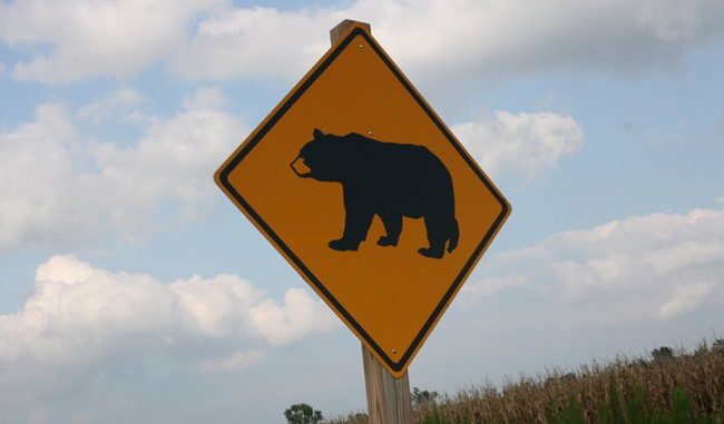 Mesaj RO-ALERT în satul Netuș: Urs văzut în localitate