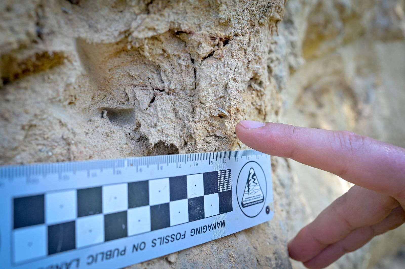 Șantierul paleontologic de la Turnu Roșu, redeschis după 25 de ani. Primele descoperiri