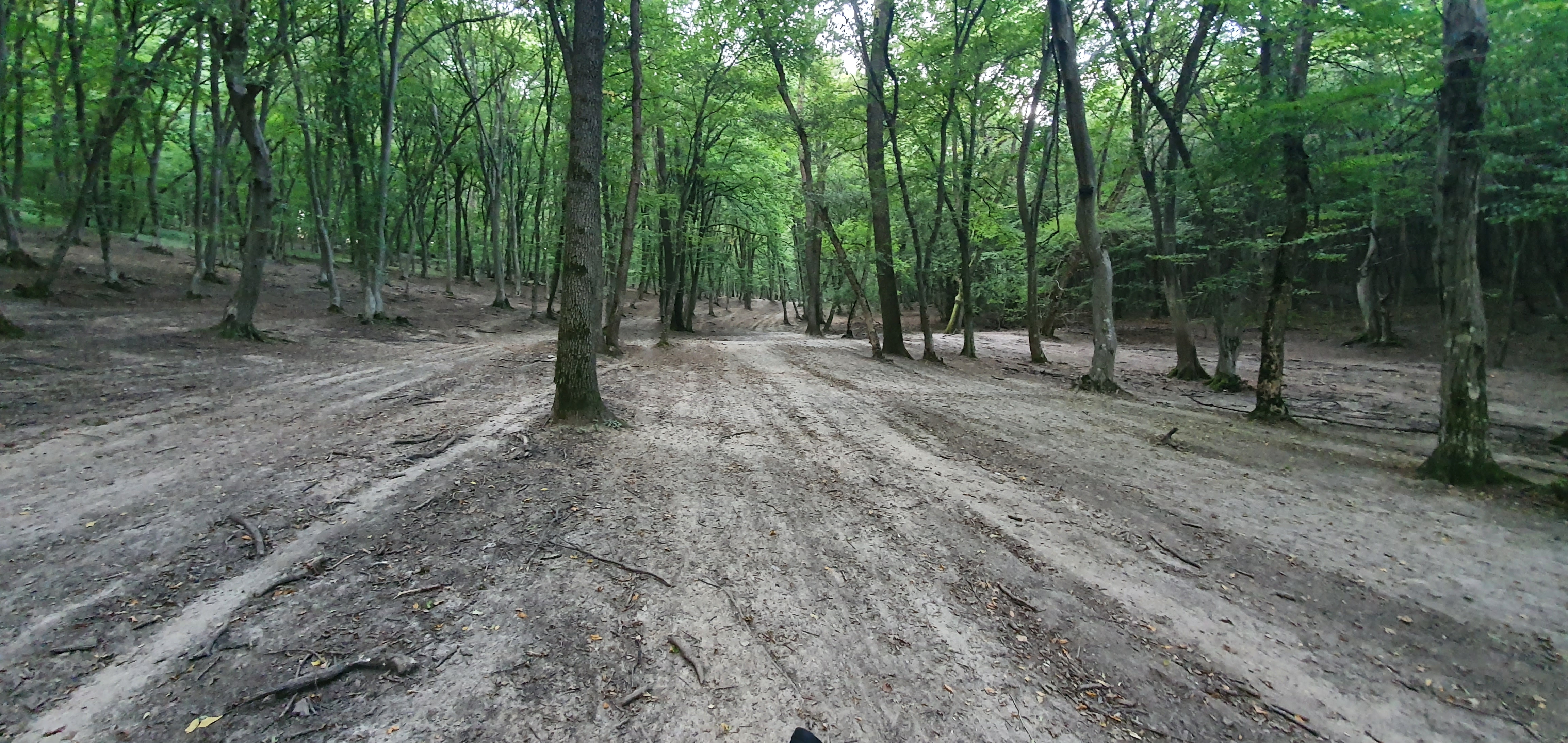 Trasee pentru plimbări și biciclete, în pădurea Gușterița. Echipa care a lucrat la Anii Drumeției va propune cele mai bune soluții