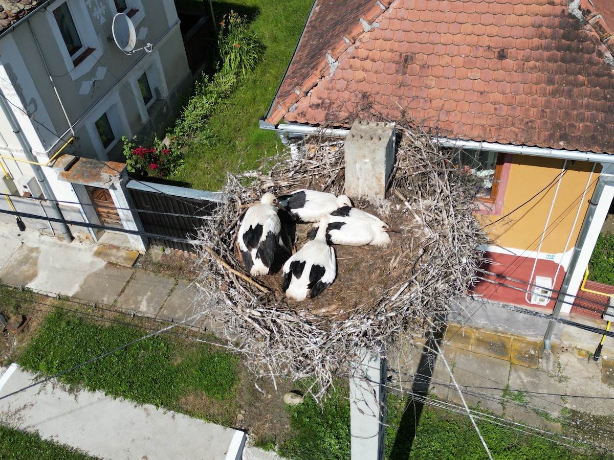 Record de berze în Sibiu în acest an. Un sas face recensământul acestor păsări din 1988: „Încă au condiții aici”