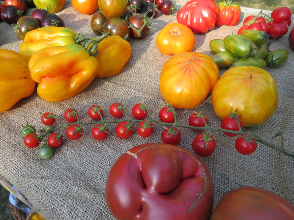 Festivalul tomatelor și al biodiversității horticole, în weekend, la muzeul Astra: legume, flori, plante aromatice și medicinale