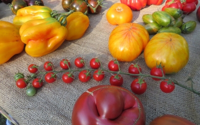 Festivalul tomatelor și al biodiversității horticole, în weekend, la muzeul Astra: legume, flori, plante aromatice și medicinale