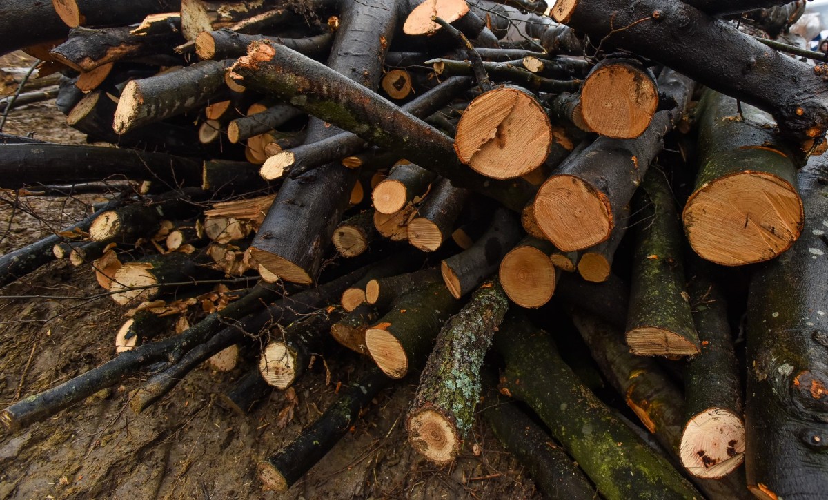 Polițiștii sibieni au reținut un căruțaș care transporta lemne de foc fără acte. Este acuzat de tăiere fără drept de arbori și furt