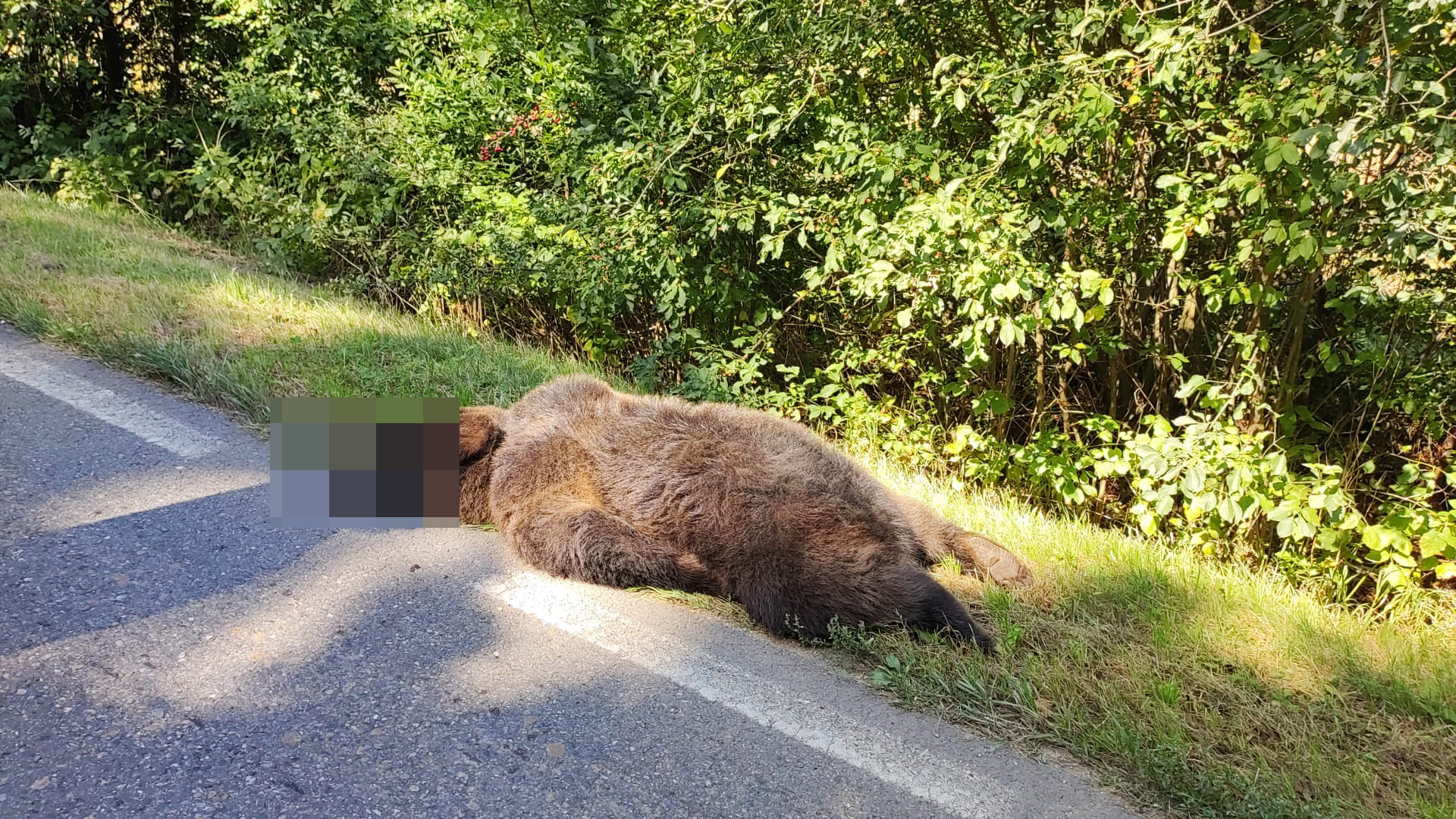Urs lovit de o mașină, între Cisnădie și Șelimbăr, aproape de ora prânzului