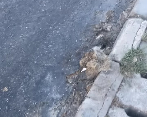 Drumarii au prins la Porumbacu leșul unui câine în refacerea asfaltului