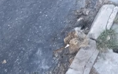 Drumarii au prins la Porumbacu leșul unui câine în refacerea asfaltului