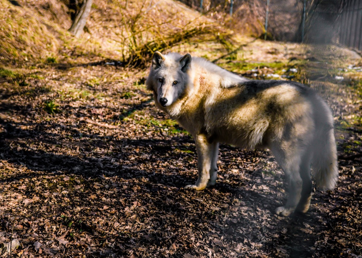 O fețiță de 8 ani a fost mușcată de lup la ZOO Sibiu. „Cel mai probabil a trecut de gardul de siguranță, pentru că la lupi nu se ajunge ușor”