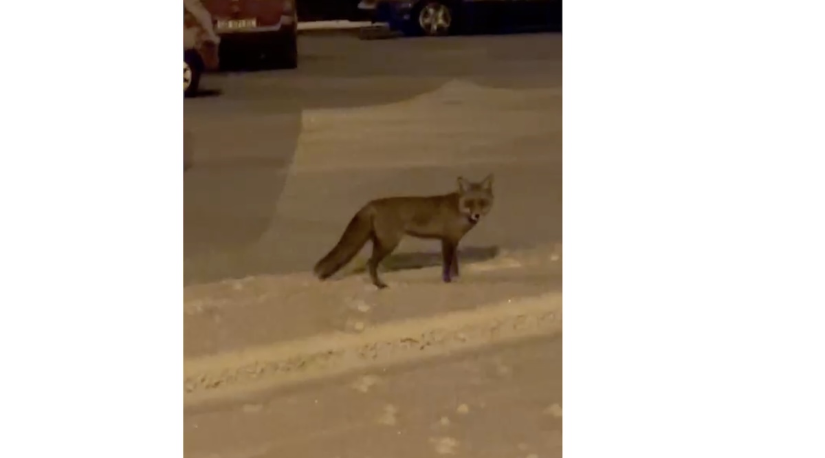 VIDEO O vulpe se joacă în zăpadă, în mijlocul orașului. ”Am crezut că dorm încă”
