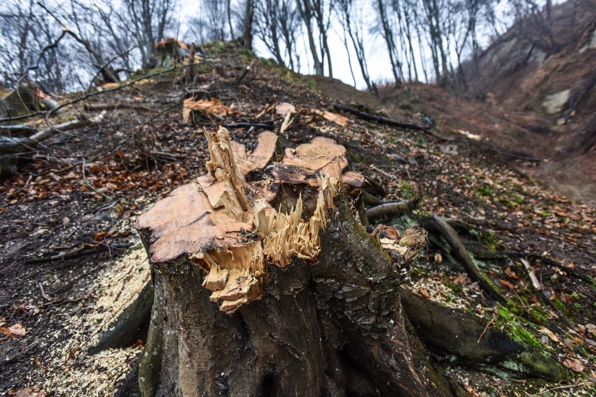 Pădurile Sibiului au crescut în 30 de ani cu peste 16 mii de hectare. Pe hârtie. ”Și dacă e rasă, în acte tot pădure rămâne”