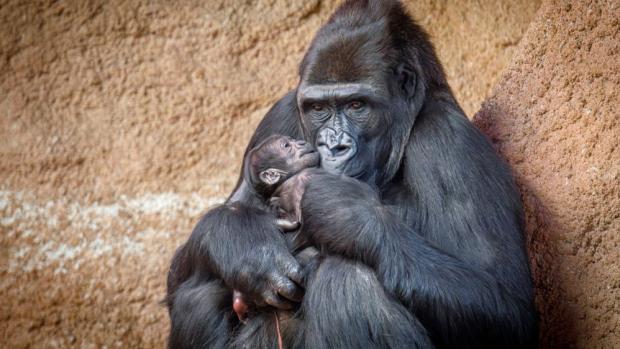 Un pui de gorilă dintr-o specie periclitată s-a născut în Praga, la o grădină zoologică