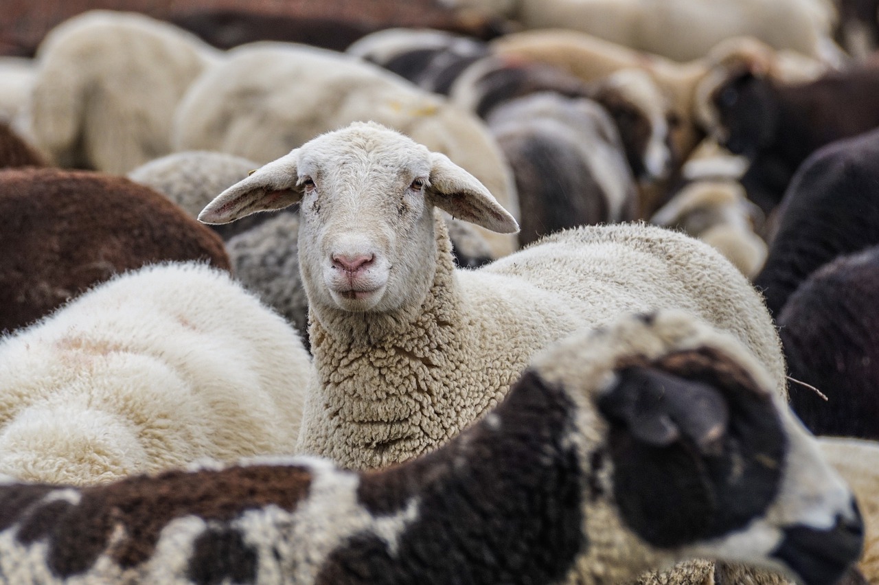 Aproape 600 de mii de oi în județul Sibiu și 19 firme cu 17 angajați. ”Lucrăm pe persoană fizică”. Impozit anual de 85,6 lei la 100 de oi