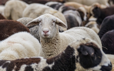 Aproape 600 de mii de oi în județul Sibiu și 19 firme cu 17 angajați. ”Lucrăm pe persoană fizică”. Impozit anual de 85,6 lei la 100 de oi