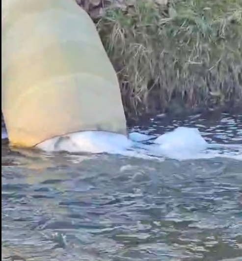 Suspiciune de poluare în Sibiu: Autoritățile s-au mobilizat și au ajuns la spălătoriile auto care varsă apa uzată în Cibin