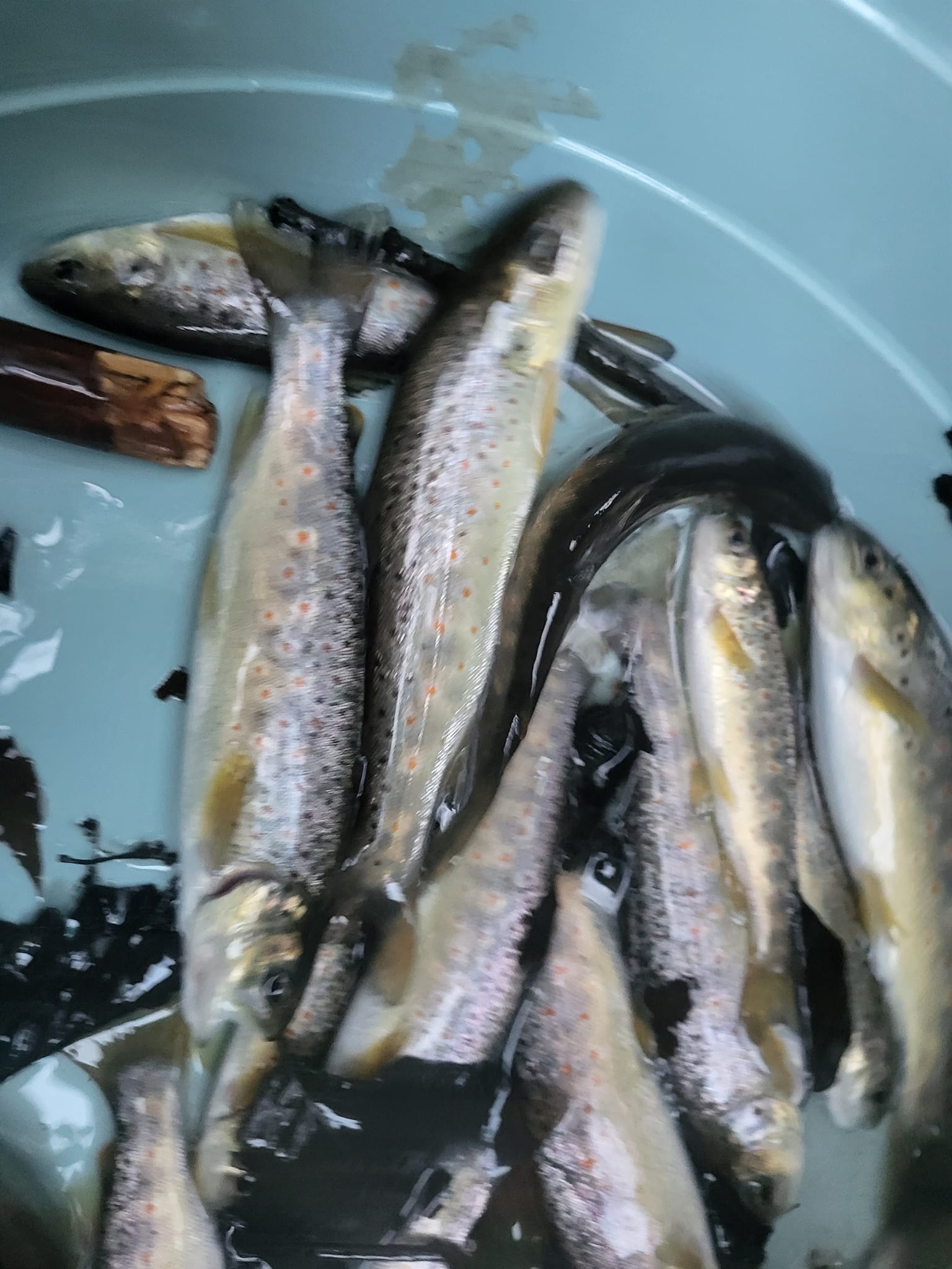 Un afluent al Cibinului, populat cu aproximativ 2.000 de păstrăvi