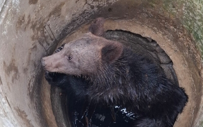 Pui de urs salvat de vânători, după ce a căzut într-o fosă dezafectată la Moșna