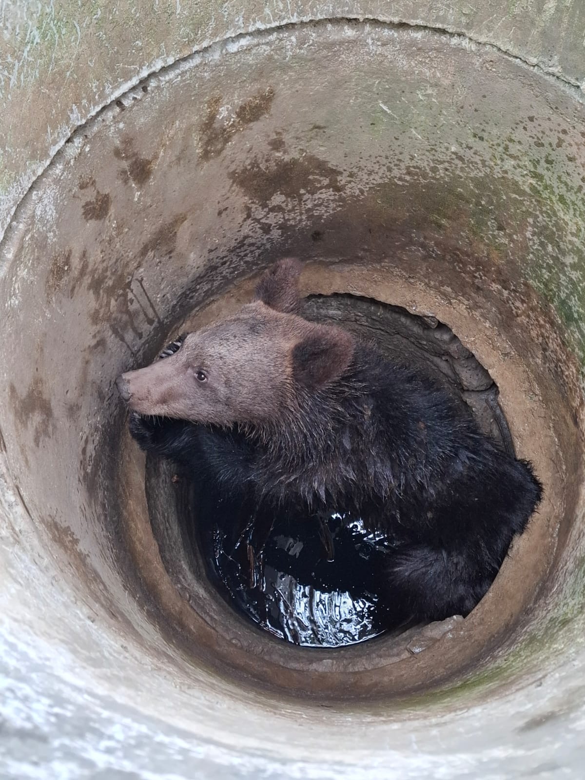 Pui de urs salvat de vânători, după ce a căzut într-o fosă dezafectată la Moșna