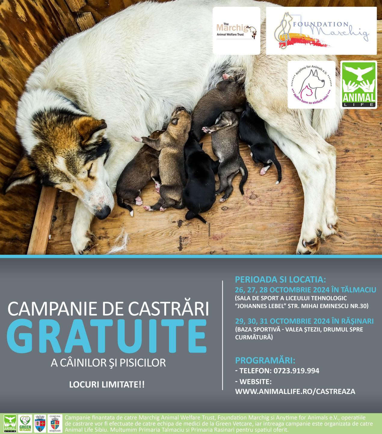 Animal Life începe o nouă campanie de castrări gratuite.  „Se adresează locuitorilor din județul Sibiu care dețin câini și pisici”