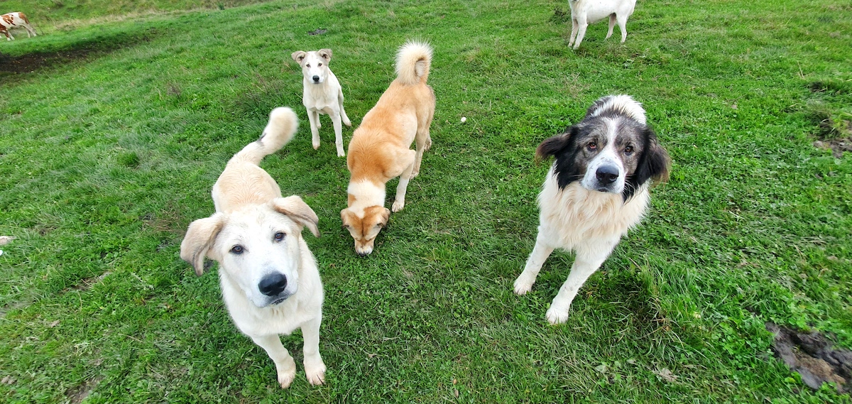 Sterilizarea gratuită a câinilor, fără rezultate în acest an: din trei cereri, una acceptată, dar animalul era de rasă. Pentru 2025, Primăria Sibiu ia în calcul schimbarea regulamentului