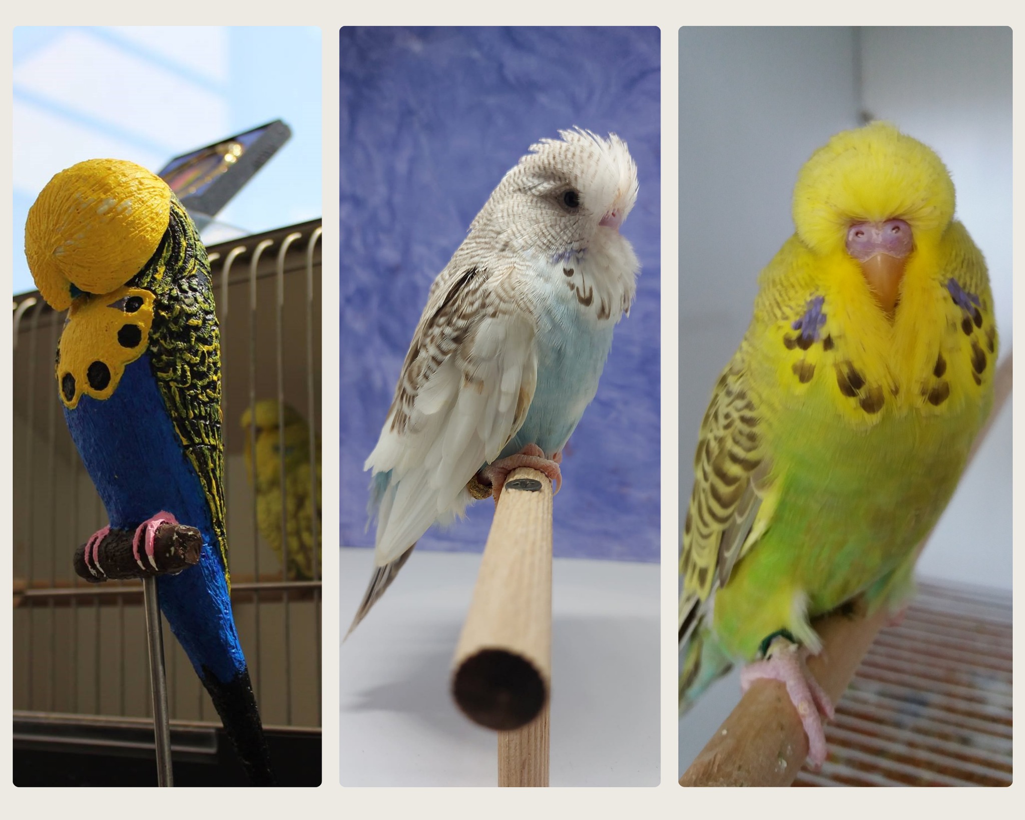 Peste 200 de peruși, printre care campioni naționali și internaționali, în expoziție weekendul acesta la Zoo Sibiu