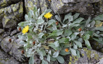O plantă de peste 60.000 de ani, descoperită de cercetătorii UBB în Carpaţi: „Extrem de rară, ar putea fi cel mai vechi organism viu de tip plantă de pe Pământ”