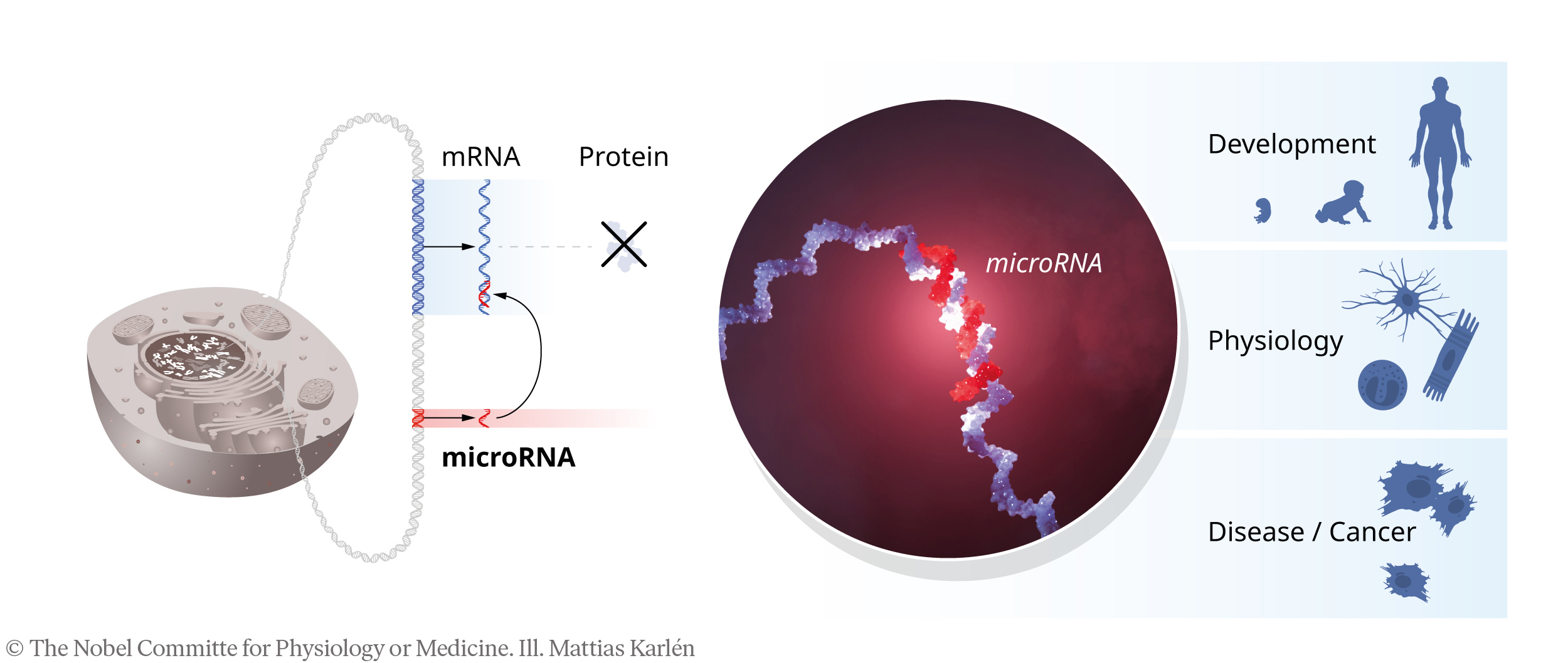 Nobel 2024: Descoperirea microARN-ului, recompensată cu premiul Nobel pentru Medicină