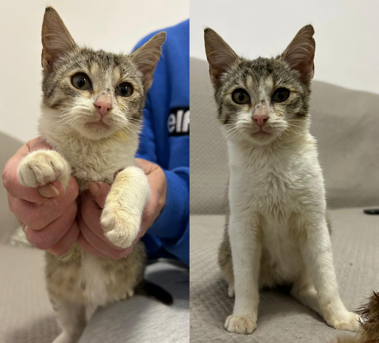 Pisica salvatoare a cățelușilor aruncați în cartierul Reșița a fost adoptată. „Am văzut-o așa mică și ne-am gândit că nu rezistă singură pe stradă”