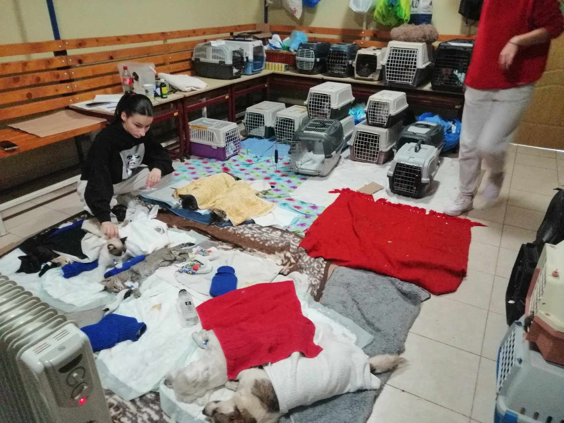 Animal Life: 524 de animale sterilizate gratuit,  „este campania cu cele mai multe animale sterilizate de până acum”