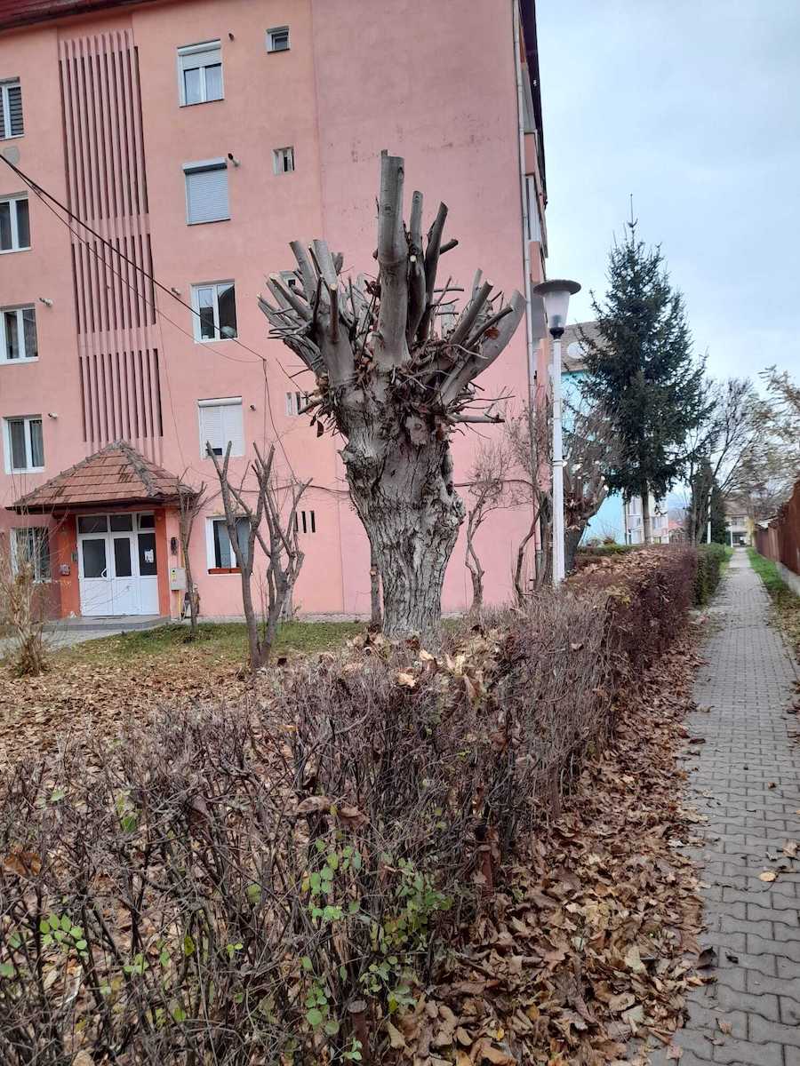 Campanie de toaletare a arborilor situați pe domeniul public din Mediaș